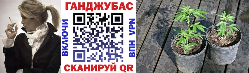 Купить  Нолинск  Шишки марихуана план 